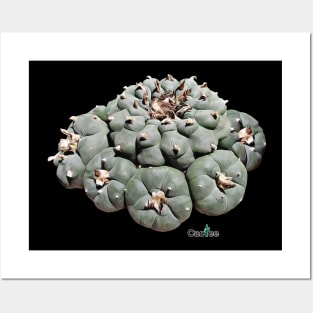 Lophophora Williamsii - The Peyote Posters and Art